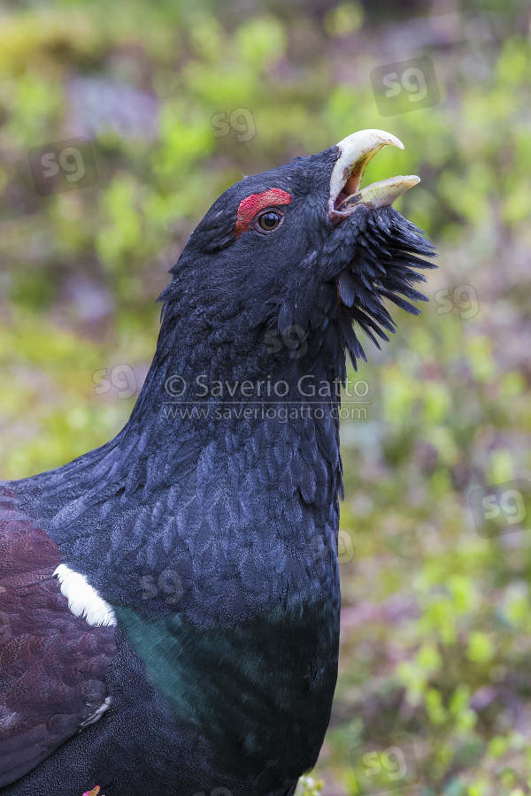 Western Capercaillie